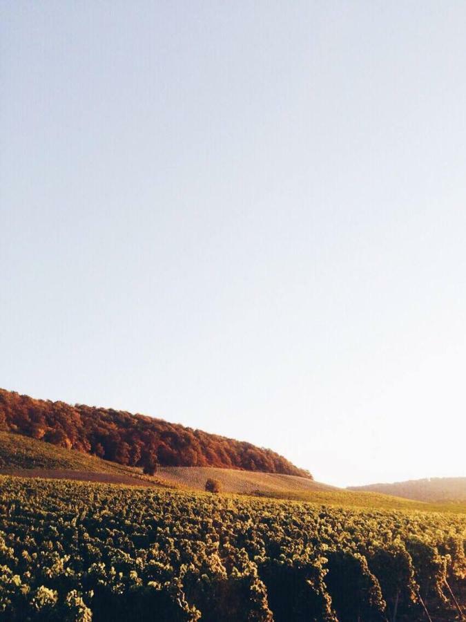 Weingut Gaestehaus Weigand Iphofen Kültér fotó