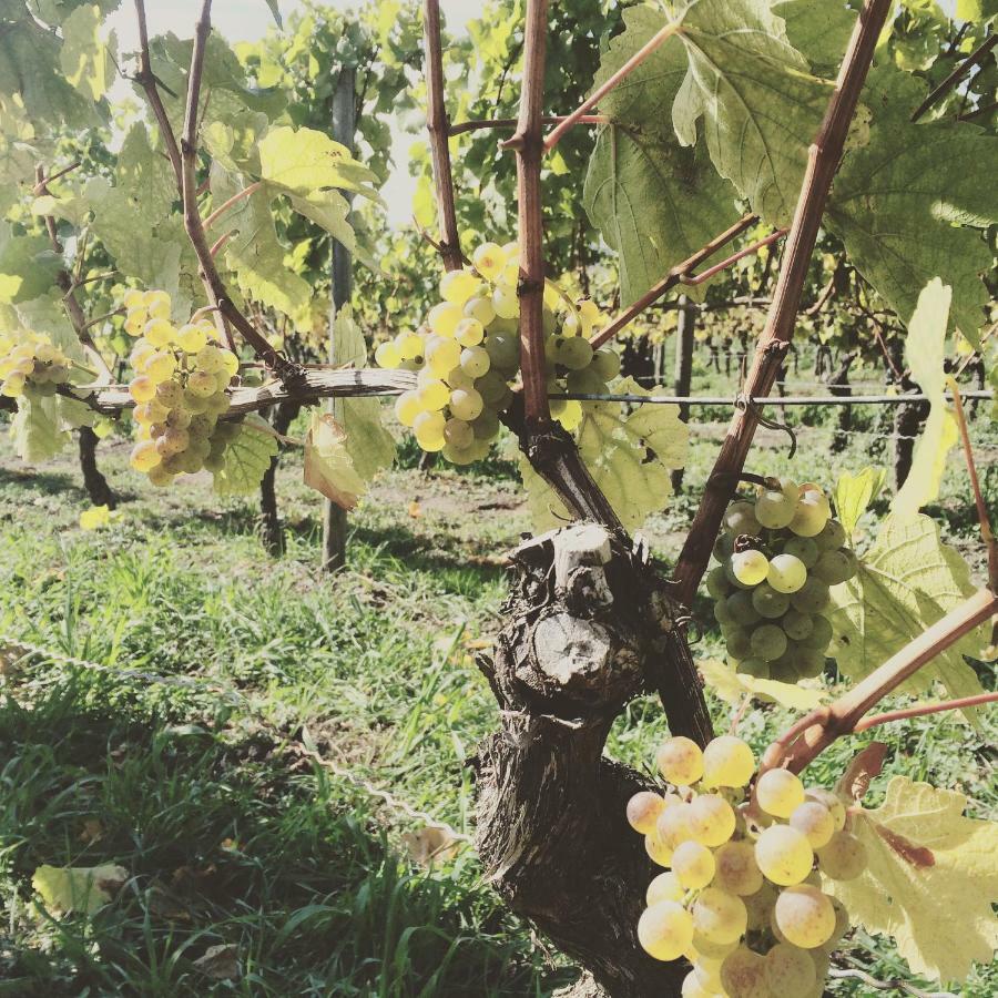 Weingut Gaestehaus Weigand Iphofen Kültér fotó